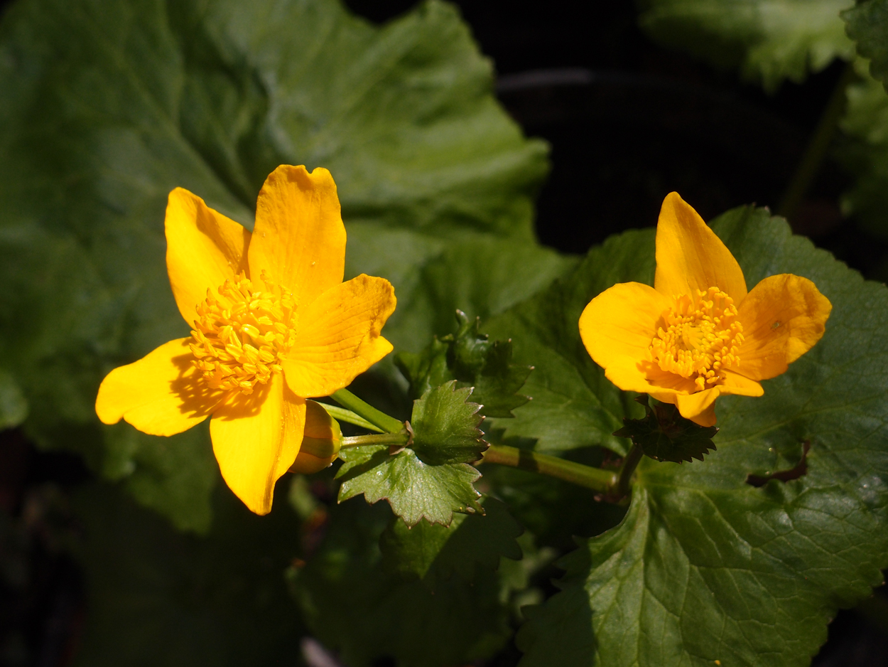 2019-04-24 wendel - der Garten